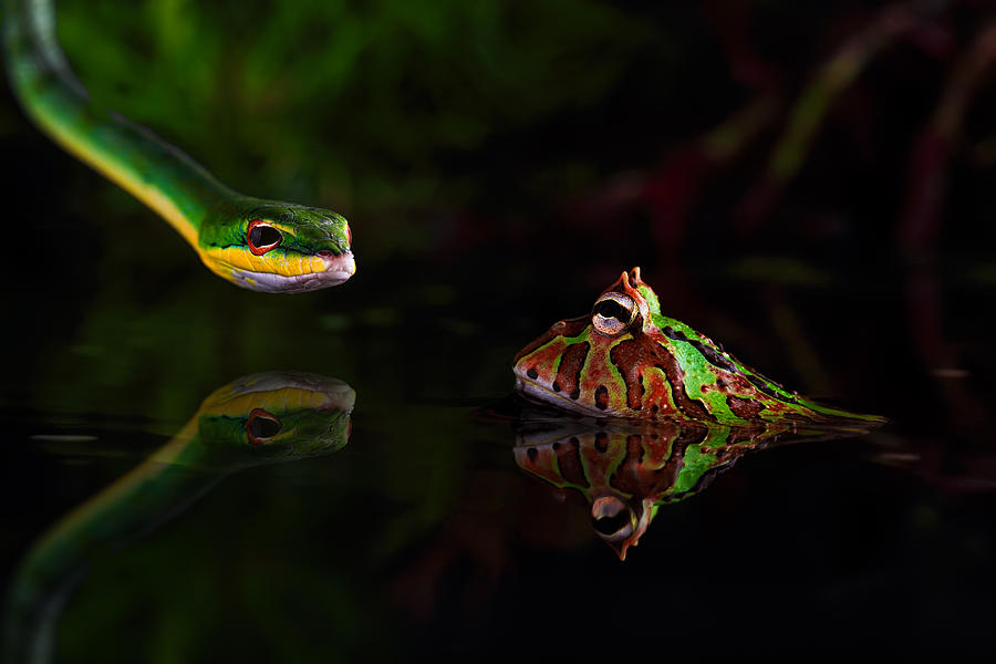 Snake Photograph - Untitled by Courage
