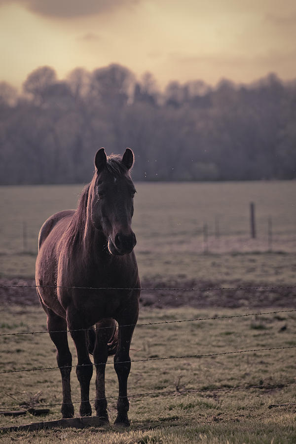 Untitled Horse Photograph by Ryan Heffron