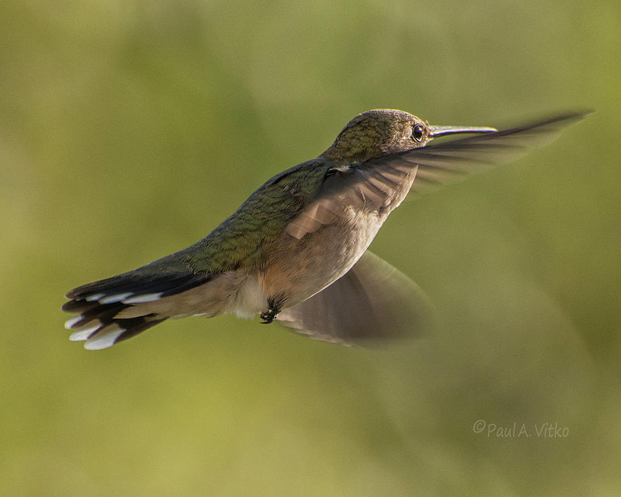 untitled hum_bird_six by Paul Vitko untitled hum_bird_six by Paul Vitko