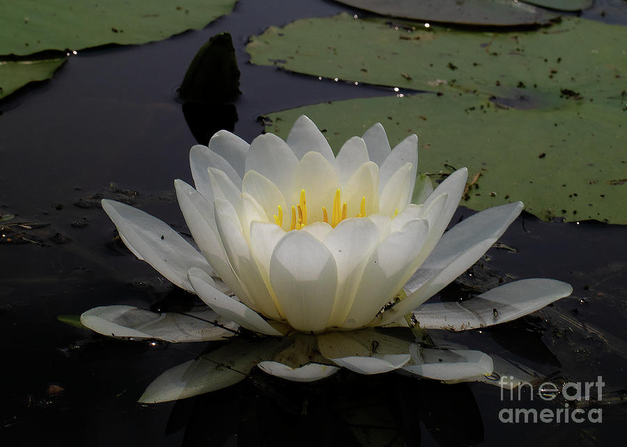 untitled by James Guilford untitled by James Guilford