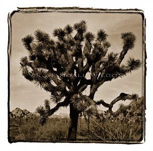 Joshua Tree Photograph - Untitled Joshua Tree 1 by K Randall Wilcox Joshua Tree Photograph - Untitled Joshua Tree 1 by K Randall Wilcox