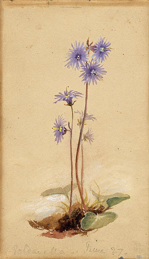 Flowers Still Life Painting - Blue Blossoms by Lilias Trotter