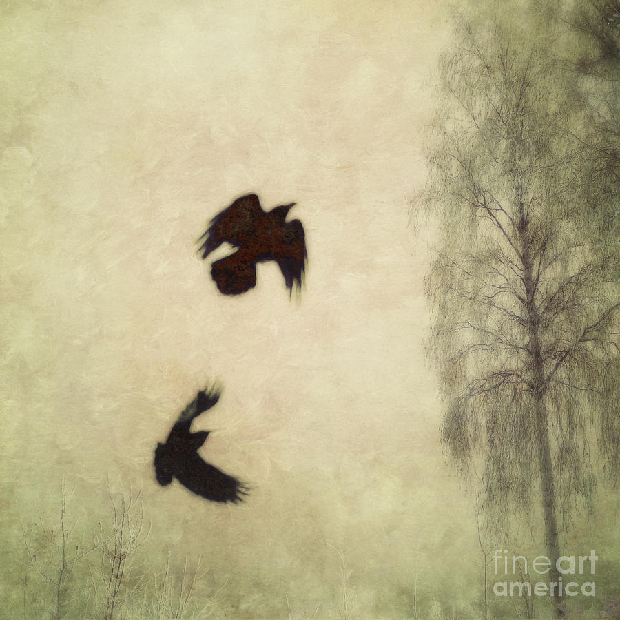 Raven Photograph - Untitled by Priska Wettstein