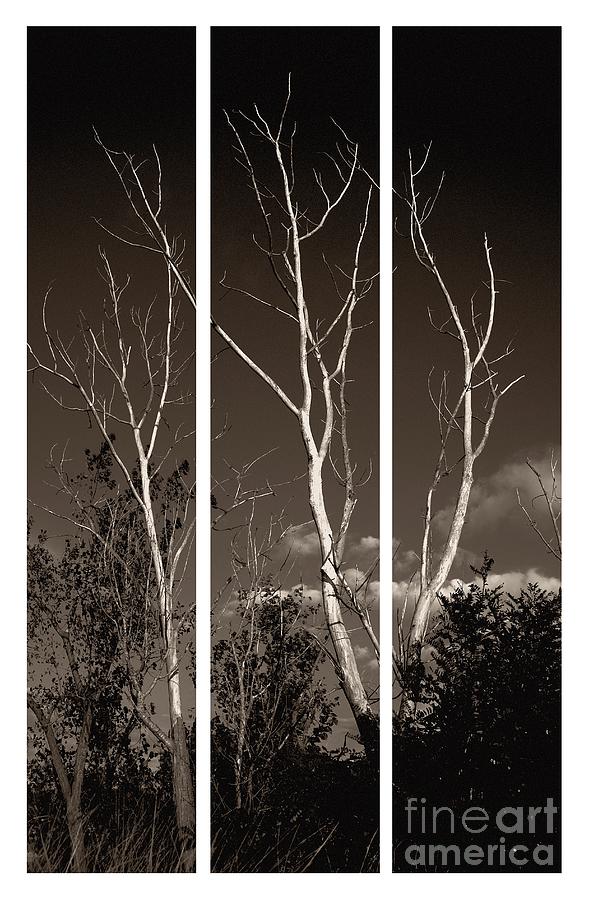 Guardians of the Dunes triptych on aluminum  Photograph by Brett Maniscalco