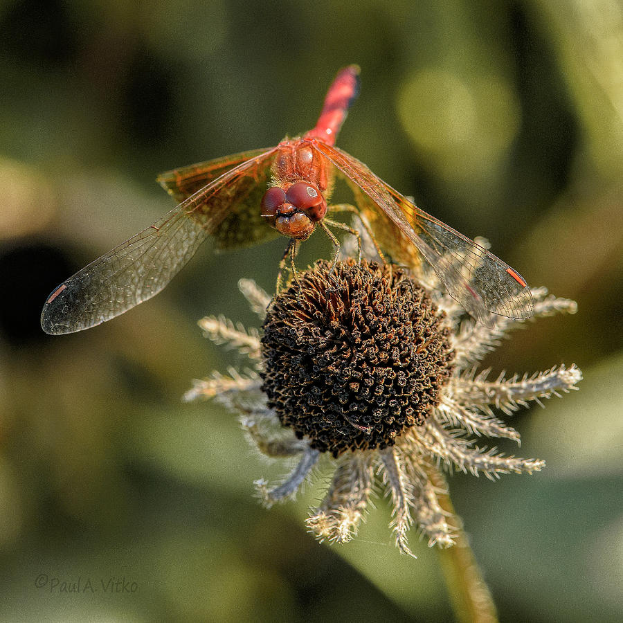 Untitled_dragonfly_flower Photograph by Paul Vitko