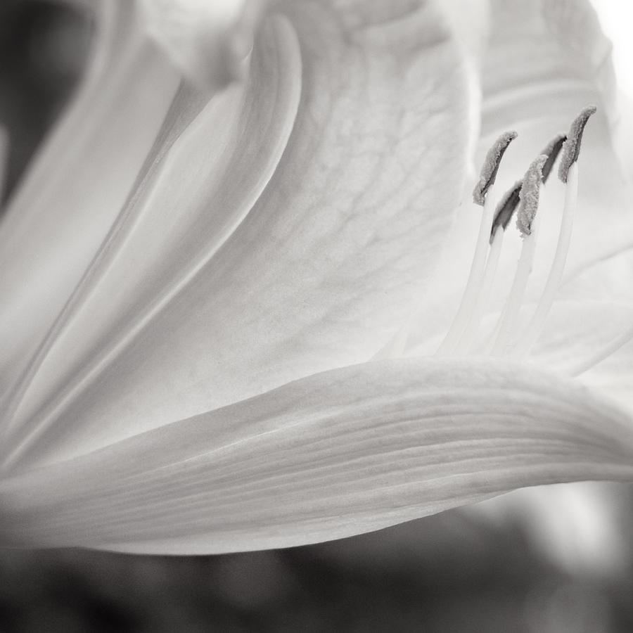 Daylily in Black and White Photograph by Chris Fleming