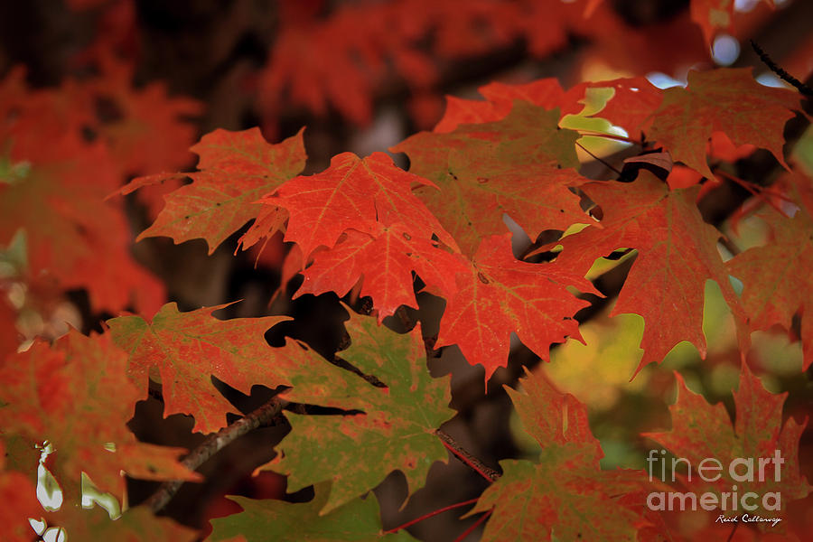 Untouchable Silver Maple Fall Leaf Art Photograph by Reid Callaway