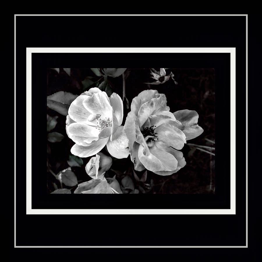 Rose Digital Art - Untouched Roses In Black and White by Debra Lynch