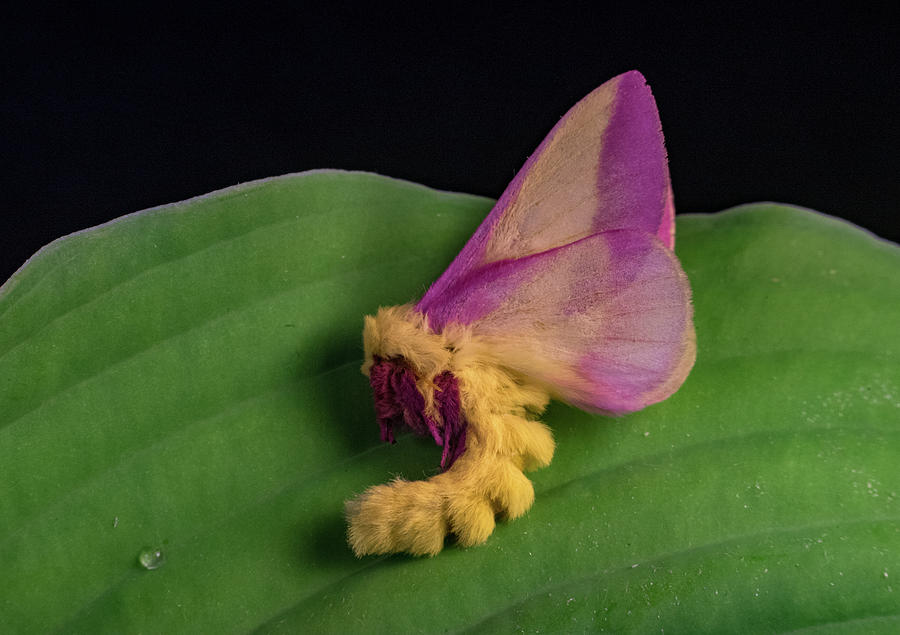 Unusual Behavior of Rosy Maple Moth Photograph by Douglas Barnett - Pixels