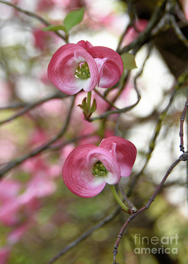 Unusual Blossoms Photograph by Scott Cameron