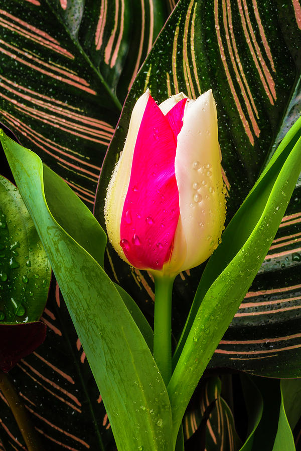 Unusual Pink White Tulip Photograph by Garry Gay