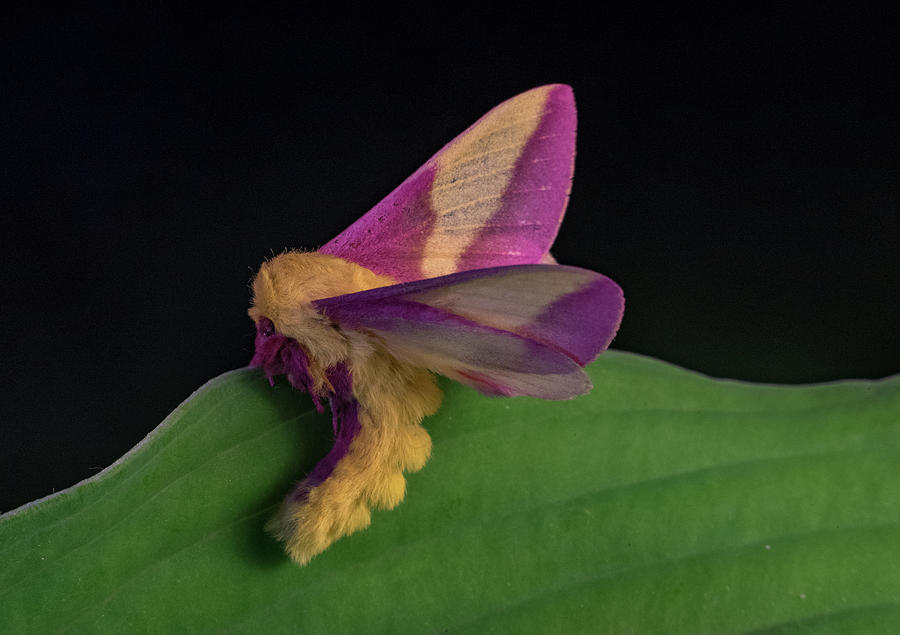 Unusual Position of Pink Moth Saturniid Photograph by Douglas Barnett