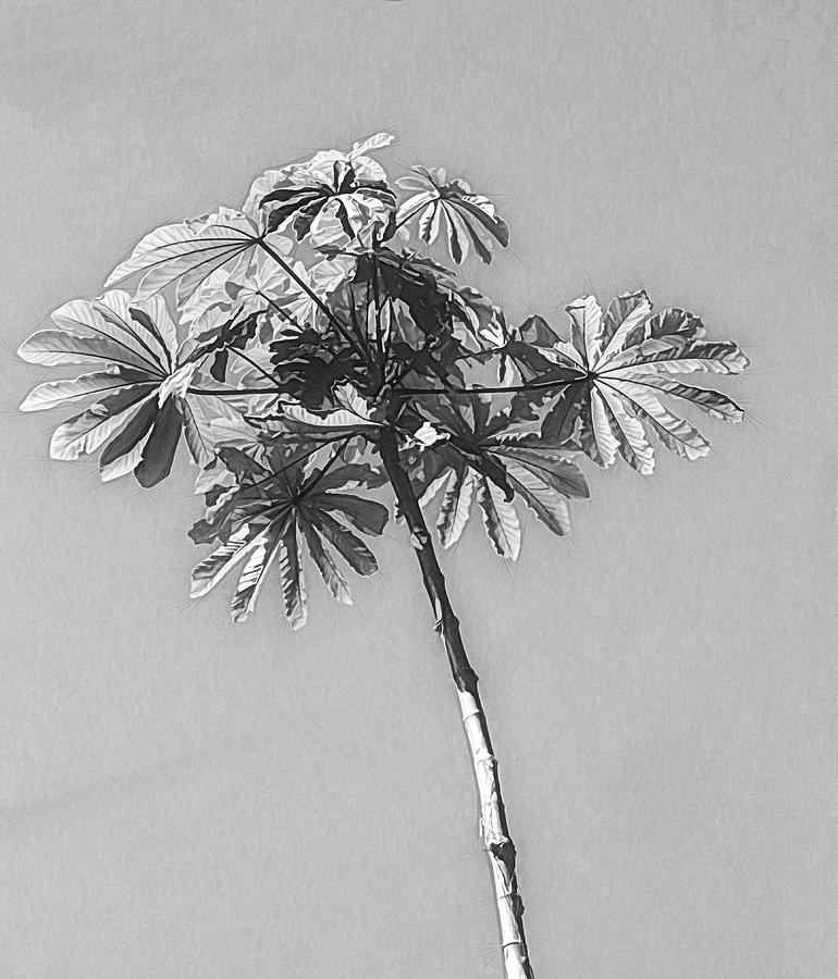 Unusual Tree Black and White Photograph by Rosalie Scanlon