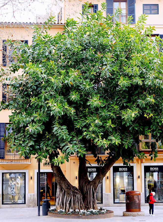 Unusual Tree In Palma Majorca Spain Photograph by Rick Rosenshein