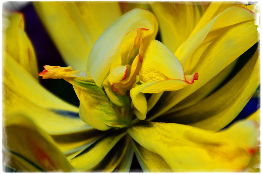Unusual Twisted Tulip Photograph by Mike Martin