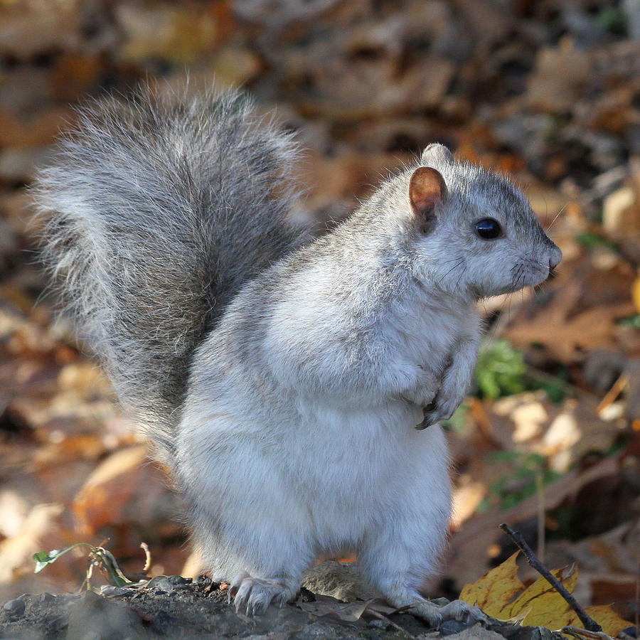 Unusual white and gray squirrel Photograph by Doris Potter