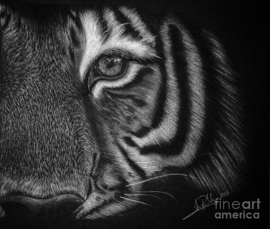 Wildlife Drawing - Unveiled Courage 2 by Tanya R Unger