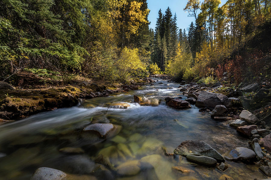 Tree Photograph - Up a Colorado Creek by Michael Ash