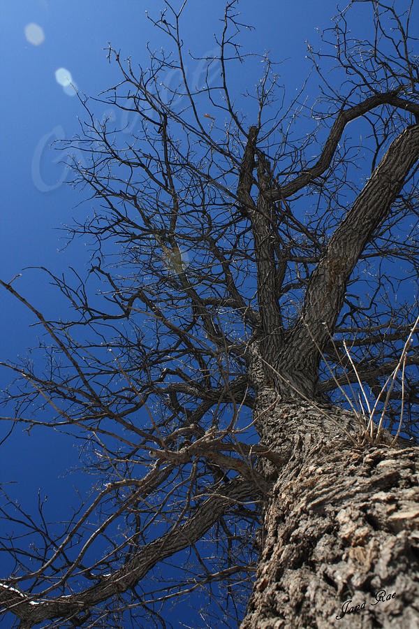 Up a Tree Photograph by Jana Rosenkranz