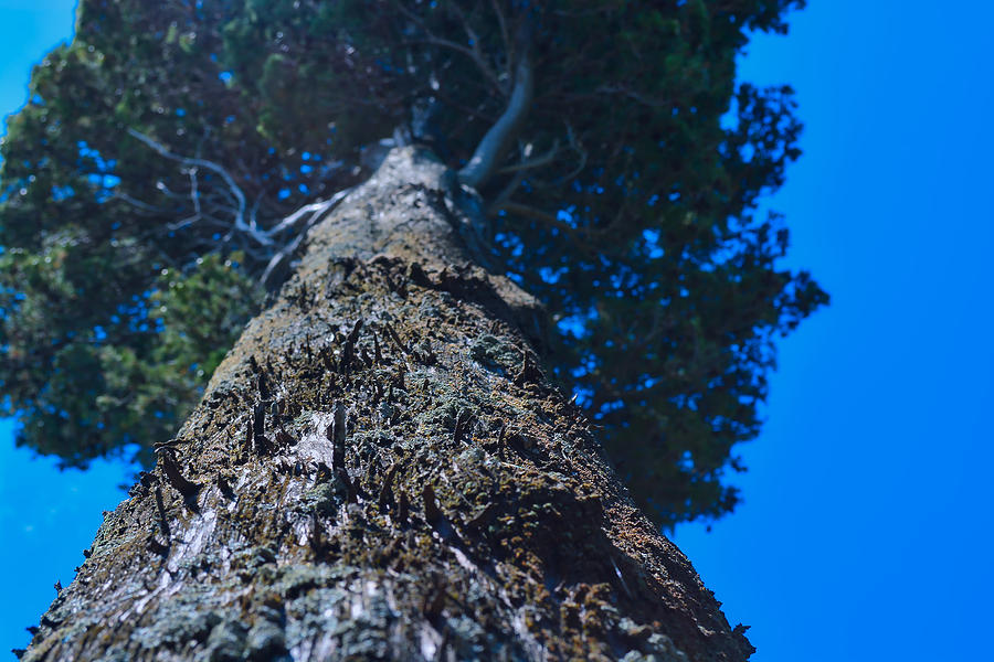 Up A Tree Photograph by Mark J Dunn