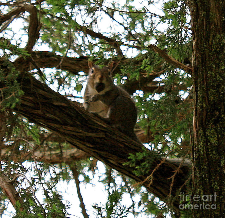 Squirrel Photograph - Up a Tree by Sherri Williams