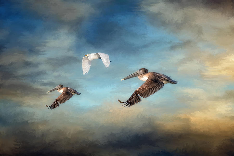 Pelican Photograph - Up and Away by Kim Hojnacki