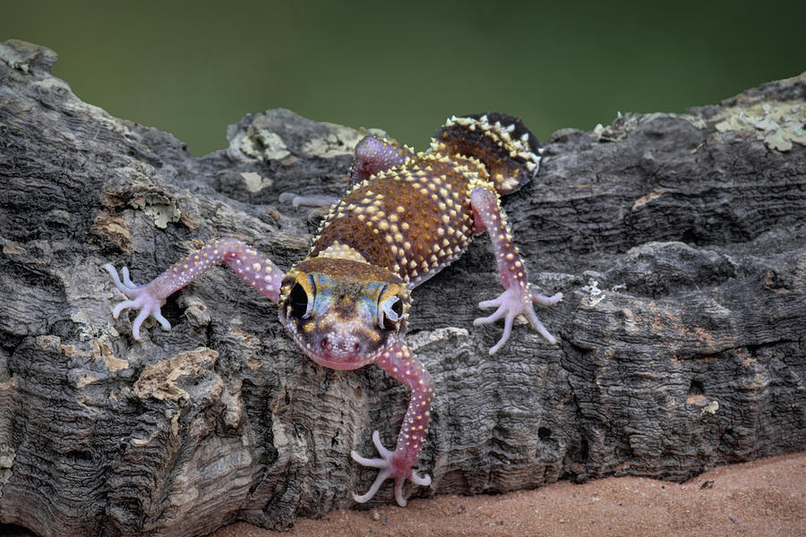 Up and Over - Gecko Photograph by Nikolyn McDonald