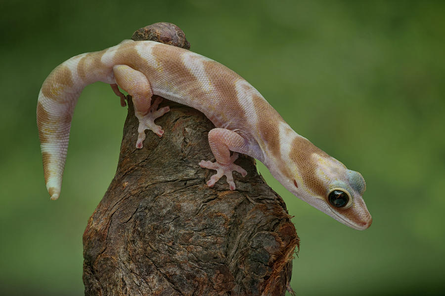 Up and Over - Velvet Gecko Photograph by Nikolyn McDonald