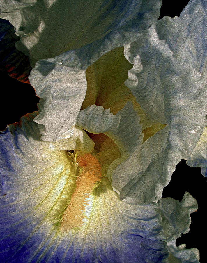 Iris Photograph - Up Close and Beautiful by Lynda Lehmann