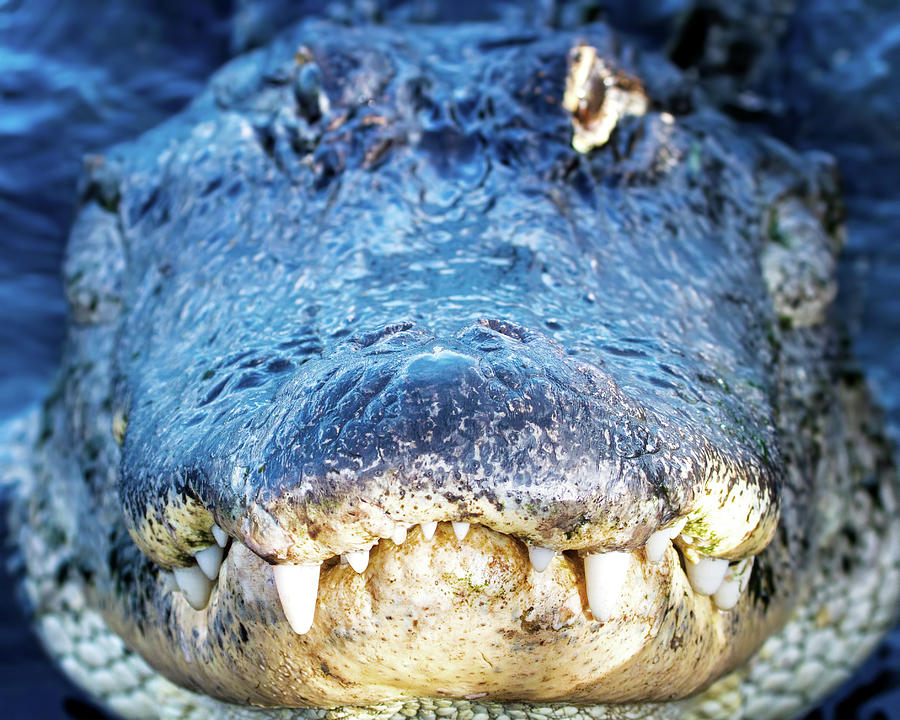 Alligator Photograph - Up Close And Personal by Mark Andrew Thomas
