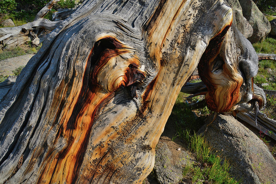Up Close and Personal with a Bristlecone Pine Photograph by Ray Mathis