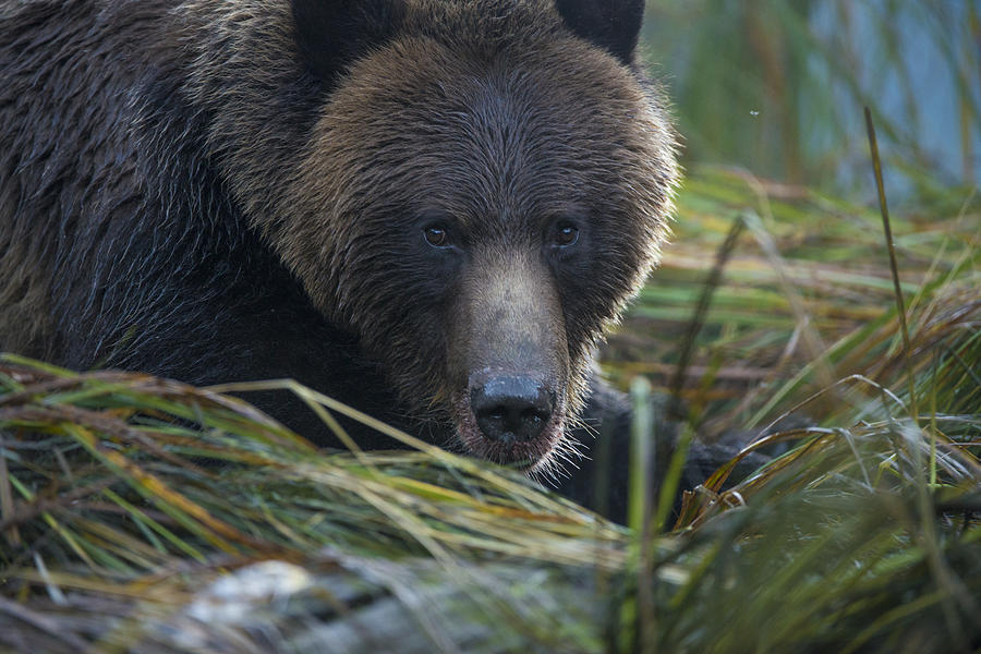Up Close and Personal with a Grizzly Photograph by Bill Cubitt