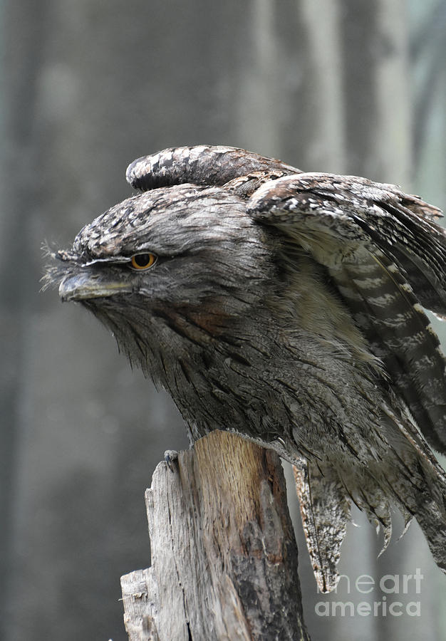 Up Close and Personal With a Tawny Frogmouth Photograph by DejaVu Designs