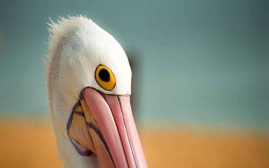 Bird Photograph - Up Close and Personal With My Pelican Friend by T Brian Jones