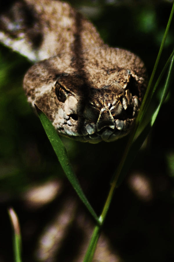 Snake Photograph - Up Close And Way Too Personal by Frank Feliciano