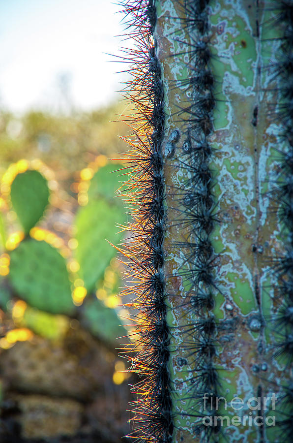 Up Close Cactus Photograph by Stephen Whalen