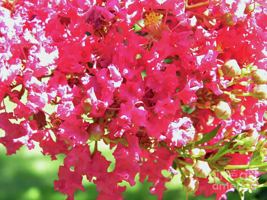 Up Close Crepe Myrtle Blossoms Photograph by D Hackett