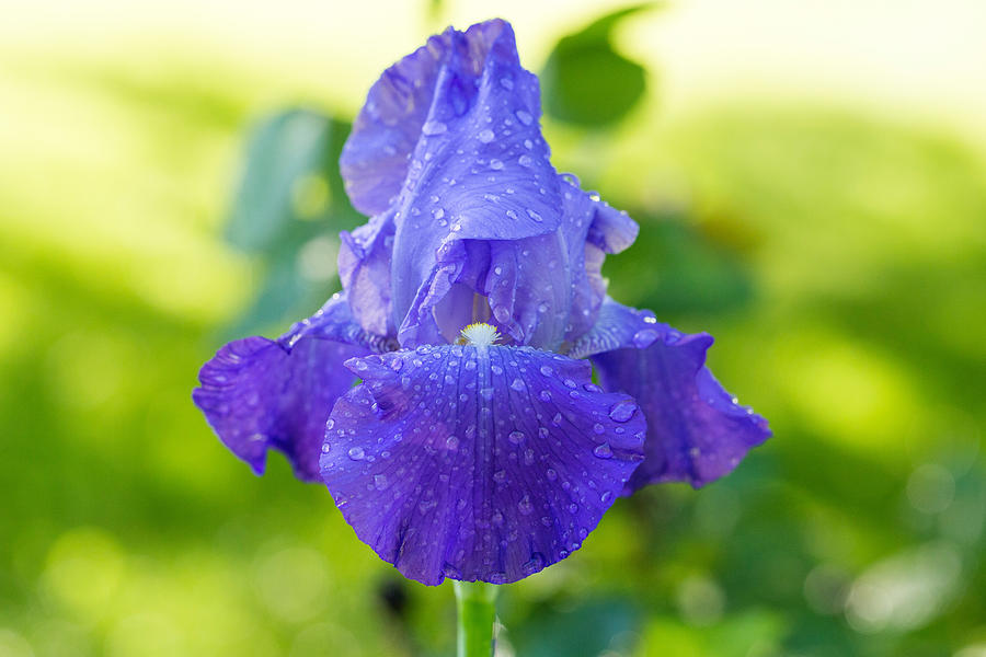 Up close iris with raindrops Photograph by Lynn Hopwood