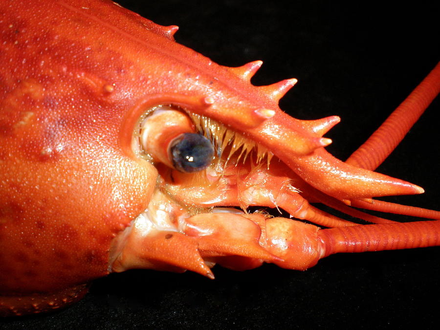 Up close lobster Photograph by Patricia Piffath