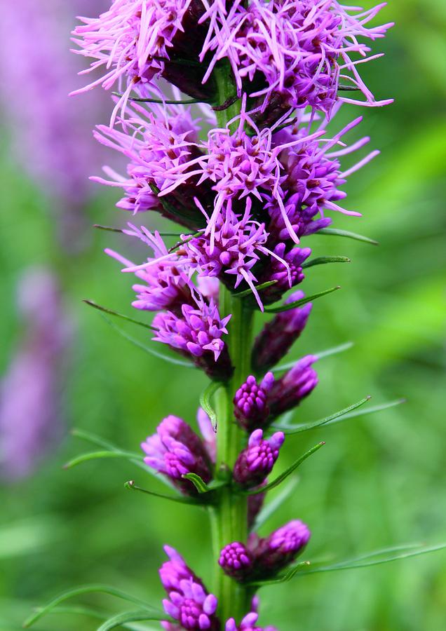 Up Close Look At A Blazing Star Photograph by M E
