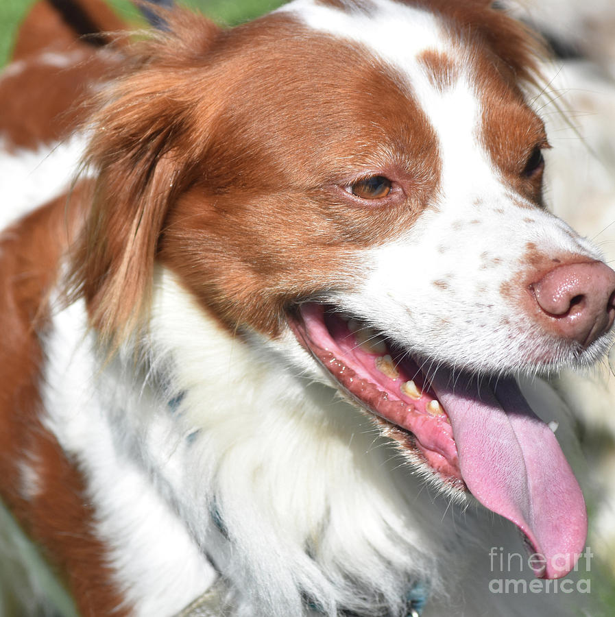 Up Close Look at a Red and White Brittany Dog Photograph by DejaVu Designs