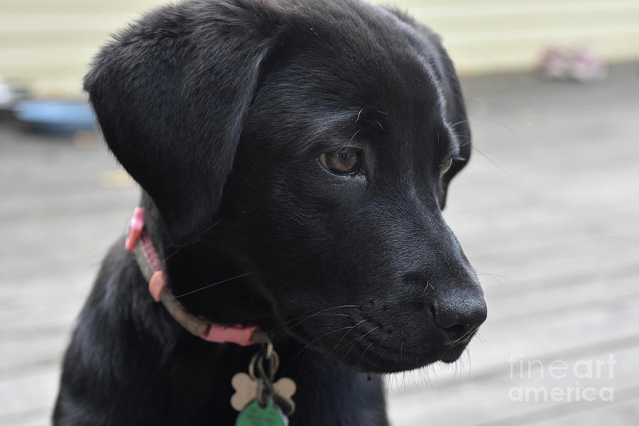 Up Close Look at the Black Labrador Retriever Puppy Photograph by DejaVu Designs