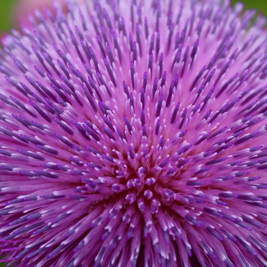 Up Close on Musk Thistle Bloom Photograph by M E