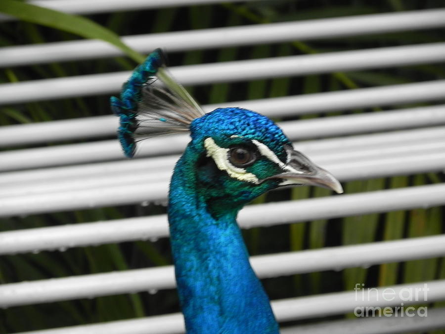 Up Close Peacock Photograph by Chrisann Ellis
