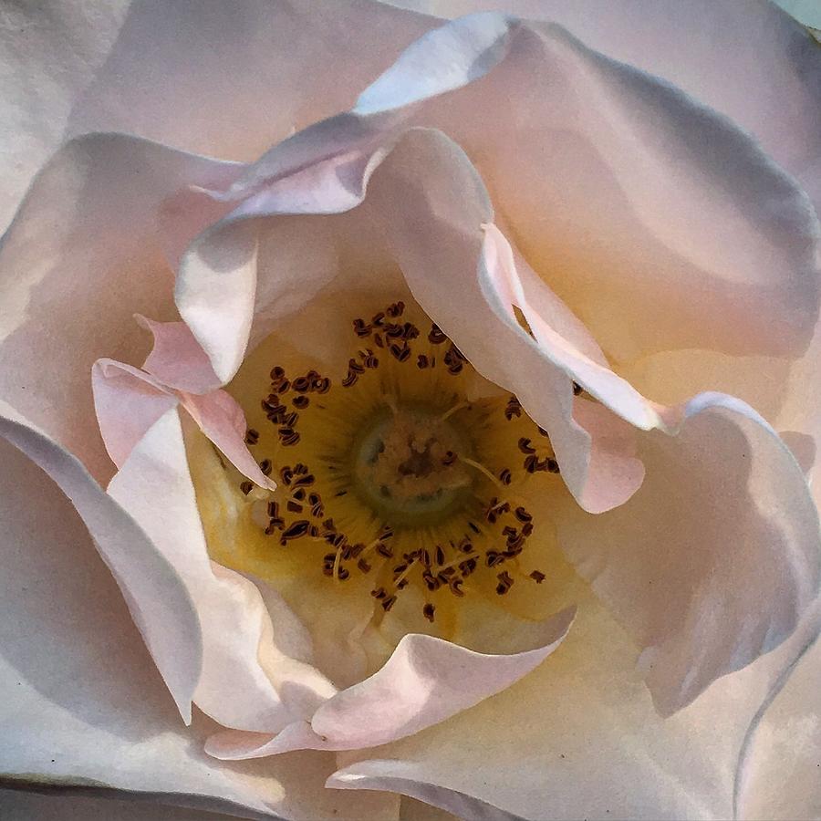 Up close rose Photograph by Eric Suchman