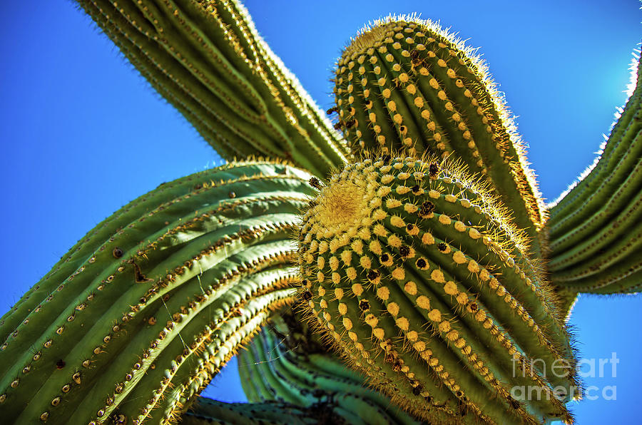 Up Close Saguaro Photograph by Stephen Whalen