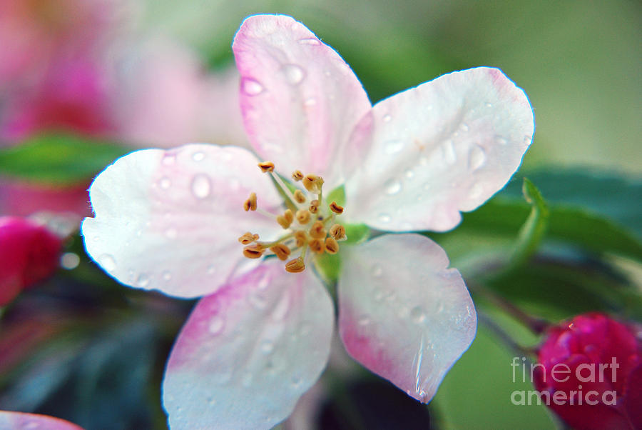 Spring Photograph - Up close Spring Blossom  by Lila Fisher-Wenzel