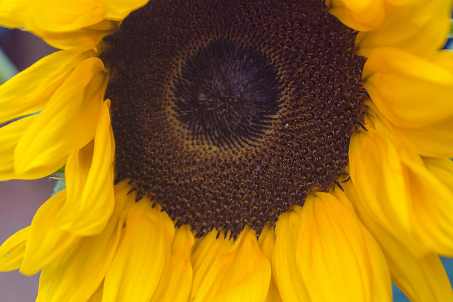 Up Close Sunflower Photograph