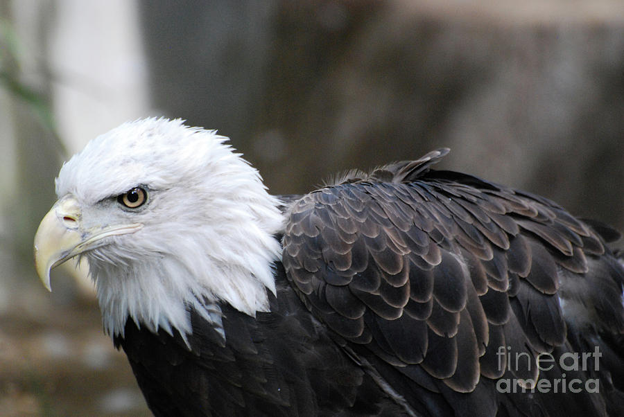 Up Close with a Bald Eagle Photograph by DejaVu Designs