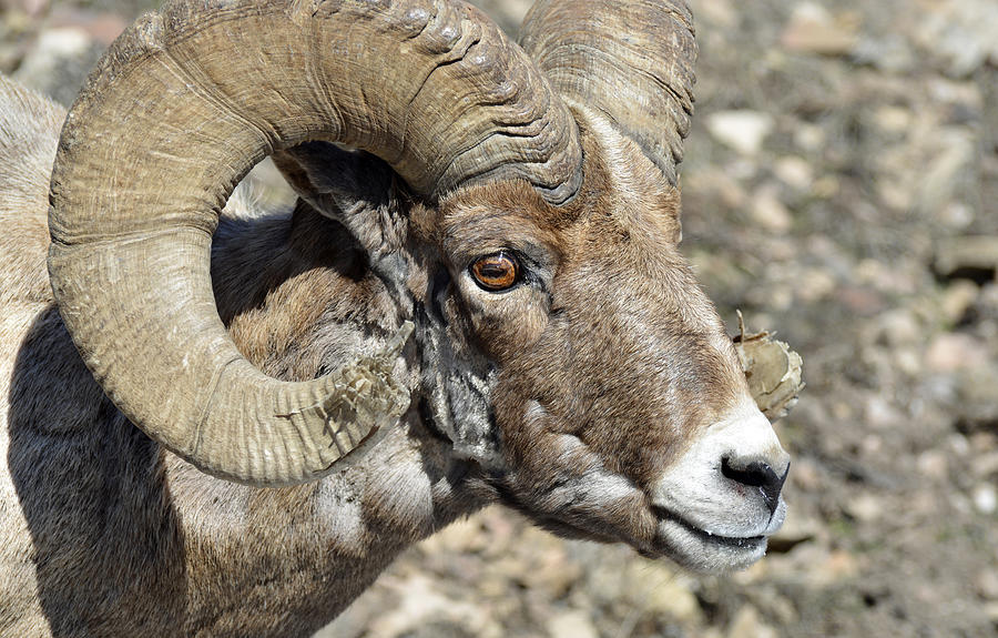 Up Close With a Battle-scarred Bighorn Ram Photograph by Bruce Gourley